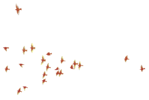 Esme Phoenix 4 Image